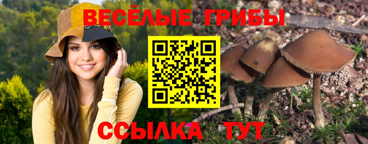Камышлов  Галлюциногенные грибы мицелий  Вход с VPN 